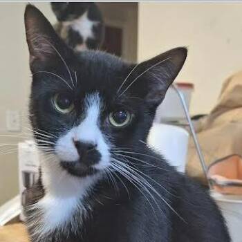 Domestic Short Hair Cats Available for Adoption - Neptune | PetCurious