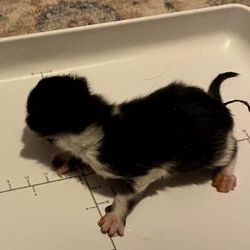 Domestic Short Hair Cats Available for Adoption in Delaware, Ohio - Skunk | PetCurious