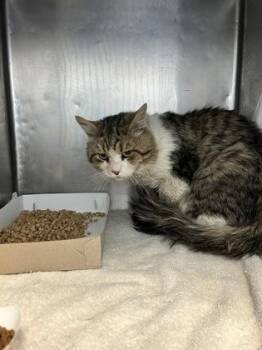 Domestic Medium Hair Cats Available for Adoption in El Paso, Texas - 60872595 | PetCurious