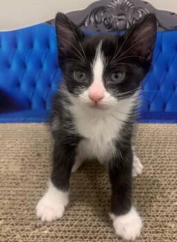 Pocky - Snack Pack -  Tuxedo Cat for Adoption in Anthem, Arizona - Pocky - Snack Pack | PetCurious