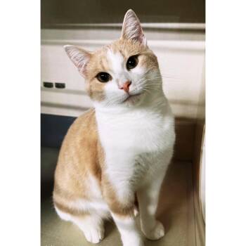 Rescue Domestic Short Hair Cats for Adoption in Byron Center, Michigan - Bowser | PetCurious