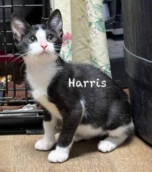 Harris -  Domestic Short Hair Cat for Adoption in Pawleys Island, South Carolina - Harris | PetCurious