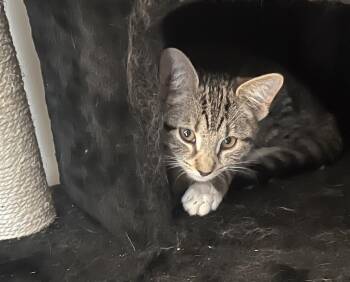 Domestic Short Hair Cats Available for Adoption - AJ Mittens | PetCurious