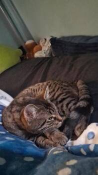 Louise -  Domestic Short Hair Cat for Adoption in Lorain, Ohio - Louise | PetCurious