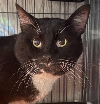 Rescue Domestic Short Hair Cats for Adoption in Tillsonburg, Ontario - BIG MAC | PetCurious