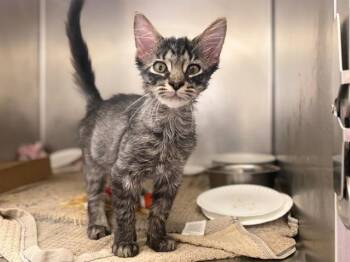 HENRY -  Domestic Medium Hair Cat for Adoption in Fort Wayne, Indiana - HENRY | PetCurious