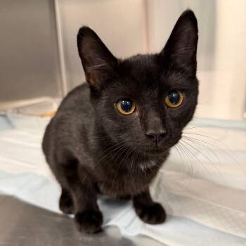 Six -  Domestic Short Hair Cat for Adoption in Greensboro, North Carolina - Six | PetCurious
