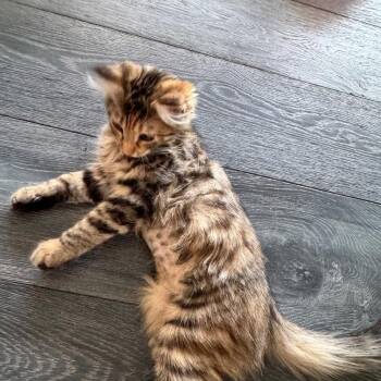 Tabitha -  Tabby and Calico Cat for Adoption in Burnaby, British Columbia - Tabitha | PetCurious