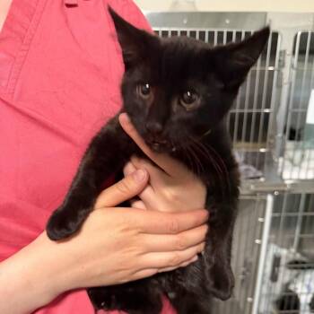 Domestic Short Hair Cats Available for Adoption in Enfield, New Hampshire - Newt | PetCurious