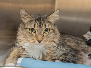 Domestic Long Hair Cats Available for Adoption in Phoenix, Arizona - FIONA | PetCurious