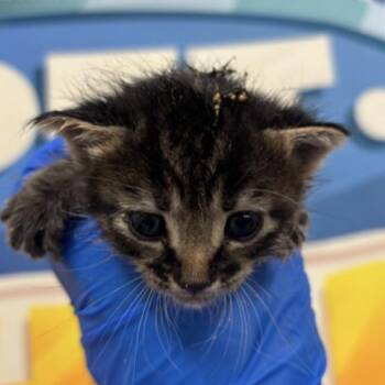 Elizabeth -  Domestic Short Hair Cat for Adoption in Midland, Texas - Elizabeth | PetCurious