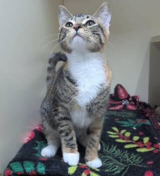 Mabel -  Domestic Short Hair Cat for Adoption in Little Rock, Arkansas - Mabel | PetCurious