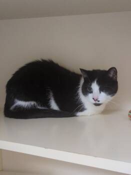 Bandit -  Domestic Short Hair Cat for Adoption in Elyria, Ohio - Bandit | PetCurious
