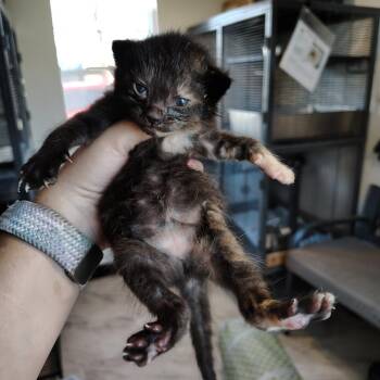 Domestic Short Hair Cats Available for Adoption in Osawatomie, Kansas - Masala | PetCurious