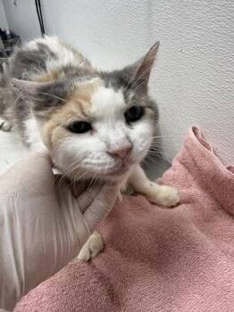 Ginger -  Domestic Long Hair and Domestic Short Hair Cat for Adoption in West Chester, Pennsylvania - Ginger | PetCurious