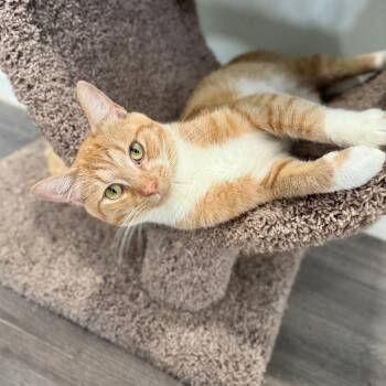 East Coast Boy -  Domestic Short Hair Cat for Adoption in Fredericksburg, Virginia - East Coast Boy | PetCurious