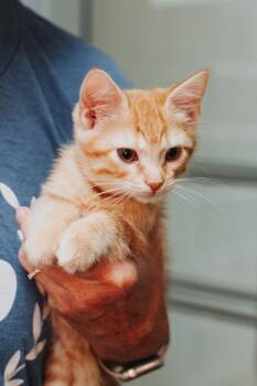 94118a Ollie -  Domestic Short Hair Cat for Adoption in North Charleston, South Carolina - 94118a Ollie | PetCurious