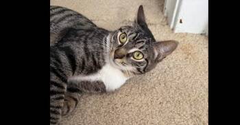 Domestic Short Hair Cats Available for Adoption in Greensburg, Pennsylvania - Shortcake | PetCurious