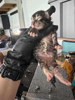 Aileen Wuornos -  Domestic Medium Hair and Tabby Cat for Adoption in Emerald Isle, North Carolina - Aileen Wuornos | PetCurious