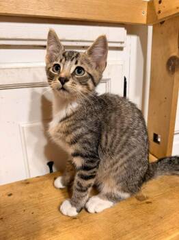 DJ Catnip -  Domestic Short Hair Cat for Adoption in Rumford, Maine - DJ Catnip | PetCurious