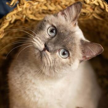 Siamese Cats Available for Adoption - Chloe | PetCurious