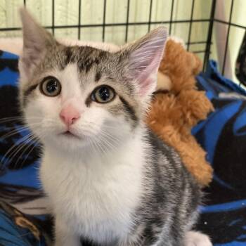 Domestic Short Hair Cats Available for Adoption - Tommy Tuneup | PetCurious