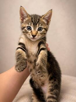 Hazy -  Tabby Cat for Adoption in Miami, Florida - Hazy | PetCurious