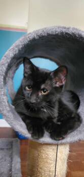 Rescue Domestic Short Hair Cats for Adoption in Terrebonne, Quebec - Brooklyn | PetCurious