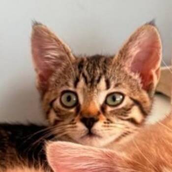 Kilo -  Domestic Short Hair Cat for Adoption in Westminster, California - Kilo | PetCurious