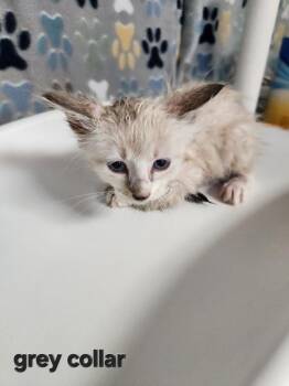 Duff -  Siamese Cat for Adoption in Wabash, Indiana - Duff | PetCurious