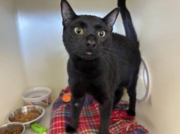 Domestic Short Hair Cats Available for Adoption in Mckinleyville, California - TYLER | PetCurious