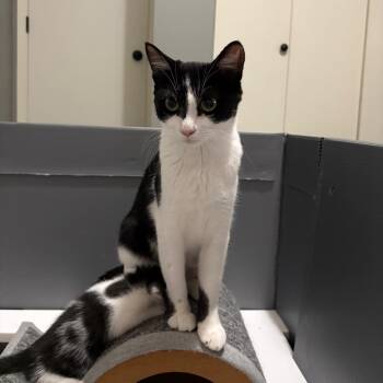 Sundae -  Domestic Short Hair Cat for Adoption in Fort Collins, Colorado - Sundae | PetCurious