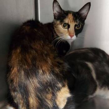 Siracha -  Domestic Short Hair Cat for Adoption in Lake Havasu City, Arizona - Siracha | PetCurious