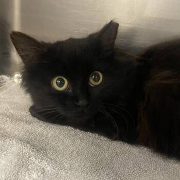 Domestic Long Hair Cats Available for Adoption - Persephone | PetCurious