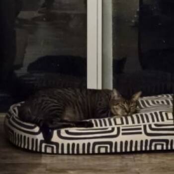 Rescue Domestic Short Hair Cats for Adoption in West Palm Beach, Florida - Morticia | PetCurious