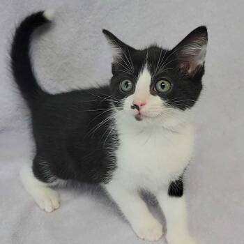 Codagh -  Domestic Short Hair Cat for Adoption in Valdosta, Georgia - Codagh | PetCurious