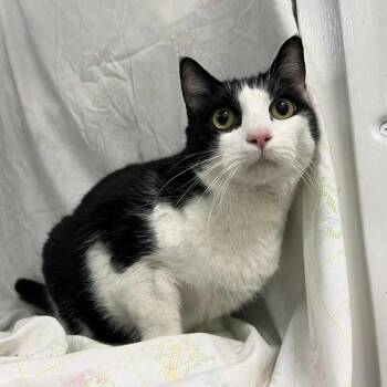 Rescue Domestic Short Hair Cats for Adoption in Lyndhurst, Virginia - Kenzo | PetCurious