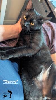 Domestic Short Hair Cats Available for Adoption - Jerry | PetCurious