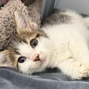 Dingo -  Domestic Short Hair Cat for Adoption in Houston, Texas - Dingo | PetCurious