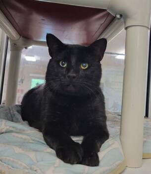 TERRENCE -  Domestic Short Hair Cat for Adoption in Sarasota, Florida - TERRENCE | PetCurious
