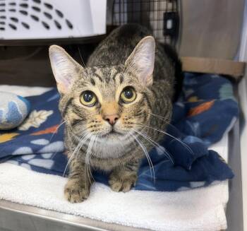 Frederick -  Domestic Short Hair Cat for Adoption in Nashville, Tennessee - Frederick | PetCurious