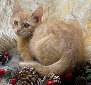 Rescue Tabby and Domestic Short Hair Cats for Adoption in San Diego, California - Bosanski | PetCurious