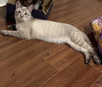 Siamese Cats Available for Adoption in Columbia, South Carolina - Elm | PetCurious