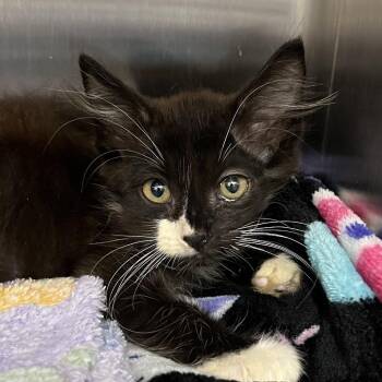Now & Later -  Domestic Short Hair Cat for Adoption in West Palm Beach, Florida - Now & Later | PetCurious