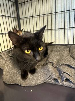 Rescue Domestic Short Hair Cats for Adoption in Rock Springs, Wyoming - Lucy | PetCurious