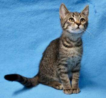 Rescue Domestic Short Hair Cats for Adoption in Hastings, Minnesota - Ramon | PetCurious