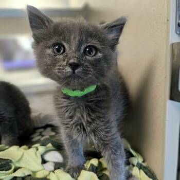 MacCaron -  Domestic Medium Hair Cat for Adoption in Oakland, California - MacCaron | PetCurious