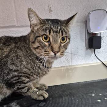 Jelibean -  Domestic Short Hair Cat for Adoption in Ardmore, Oklahoma - Jelibean | PetCurious