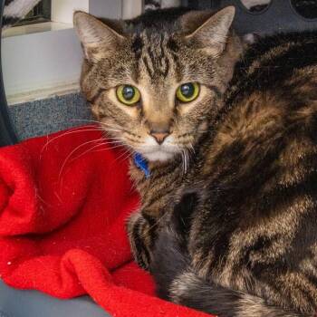 Domestic Short Hair Cats Available for Adoption in St. Louis, Missouri - CAESAR | PetCurious