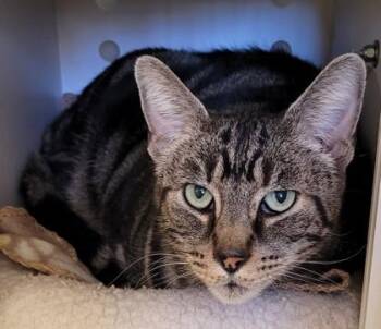 Domestic Short Hair Cats Available for Adoption in Kalispell, Montana - Sharky | PetCurious